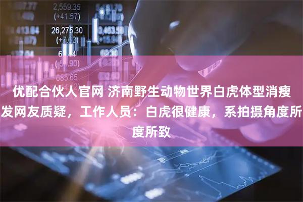 优配合伙人官网 济南野生动物世界白虎体型消瘦引发网友质疑，工作人员：白虎很健康，系拍摄角度所致